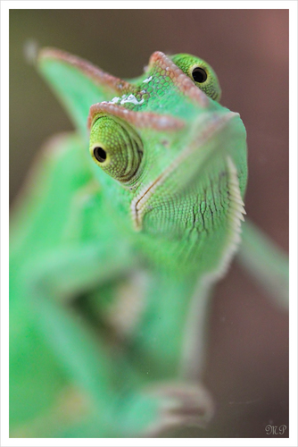 Jemencham�leon Jungtier