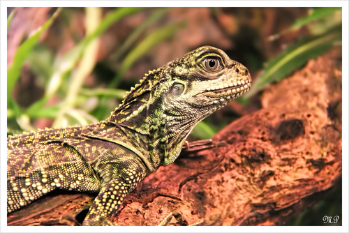 Malachit Stachelleguan