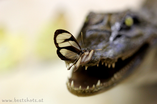 Krokodil mit Schmetterling