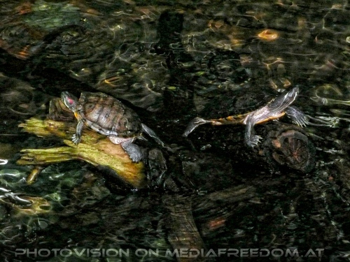 Wasserschildkr�ten