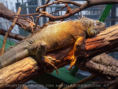 Schl�friger Leguan