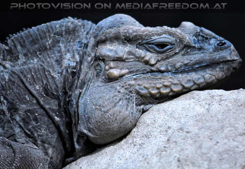Leguan 2