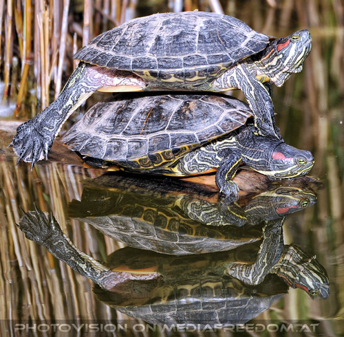 Wasserschildkr�ten