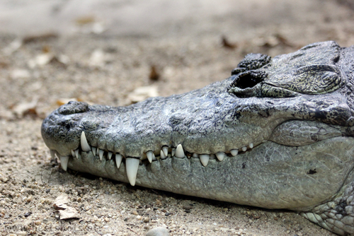 Beulenkrokodil (Crocodylus moreletii)