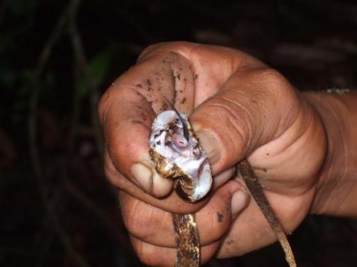 Amazonas Klapperschlange