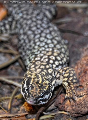 In the desert of Vienna 04