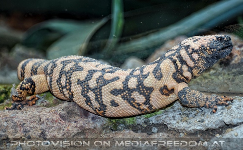 In the desert of Vienna 06