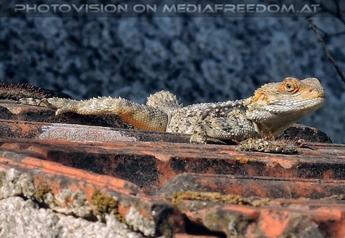 Der kaiserliche Geburtstag 20