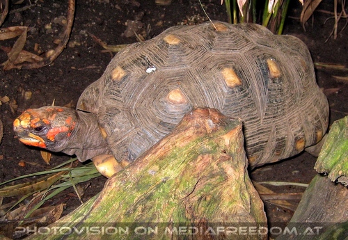 K�hlerschildkr�te