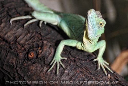 Linzer Tiergarten 19