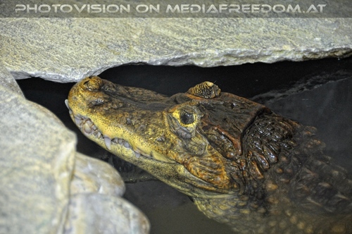 Linzer Tiergarten 22