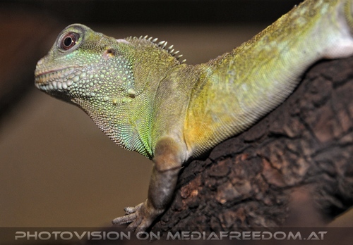 Linzer Tiergarten 23