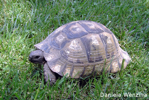 Freilaufende Schildkr�te