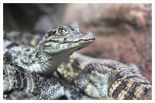 Nilkrokodil Jungtier