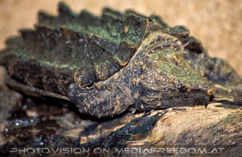 Alligator-Schnappschildkr�te