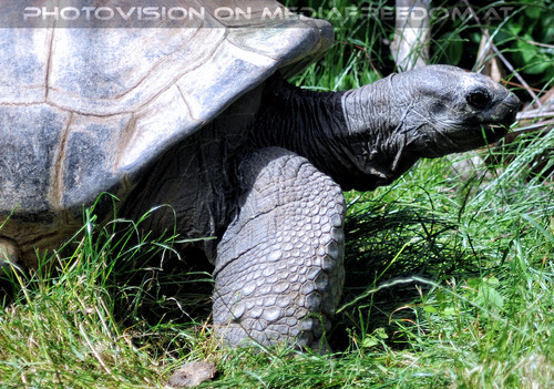 Riesenschildkr�te 2