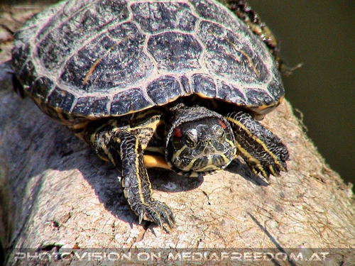 Schildkr�te sonnt sich