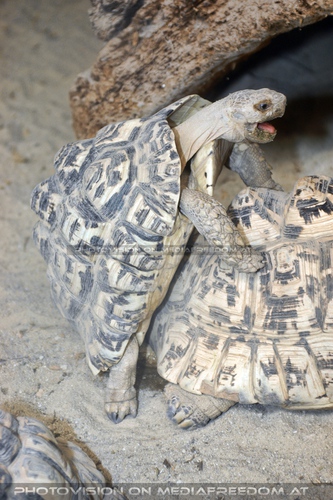 Schildkr�ten Liebe