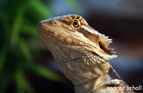 spike, unsere bartagame