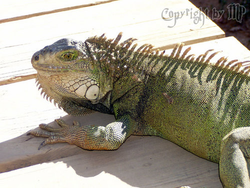 Godzilla in jungen Jahren