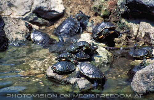 Wasserschidkr�ten im Brunnen