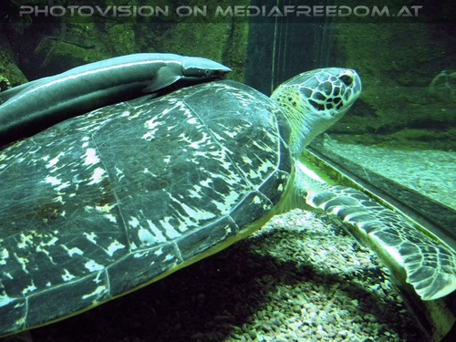 Wasserschildkr�te Puppi 2