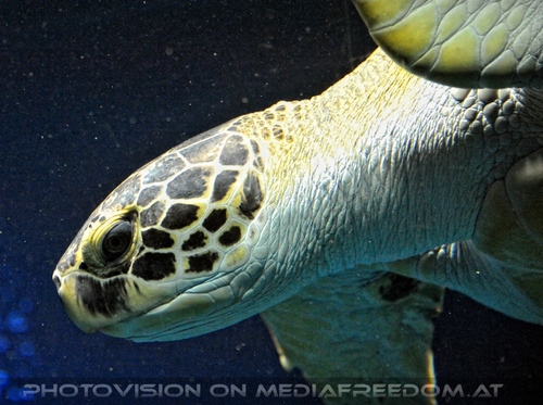 Aquarien 03: Wasserschildkr�te Puppi