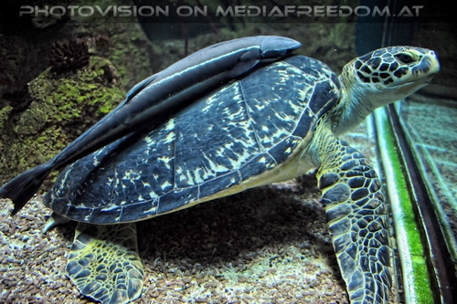 Aquarien 11: Wasserschildkr�te Puppi