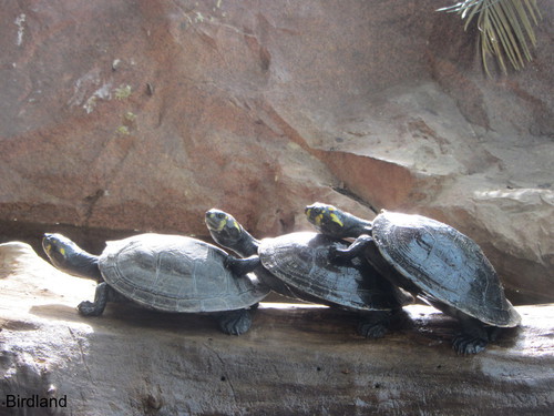 Wasserschildkr�ten