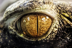 Eye of the Crocodile