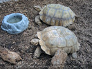 Schildkr�ten 01