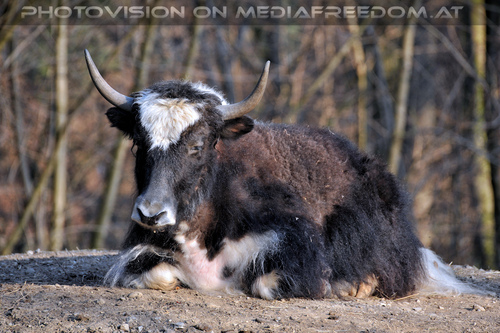 Auerochse 2