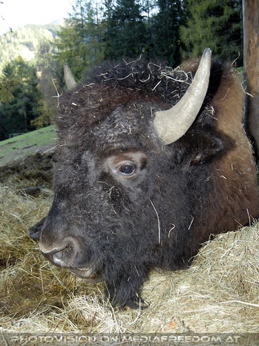 Bison