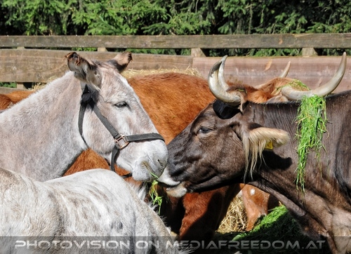 Hemmungslos Liebe 35