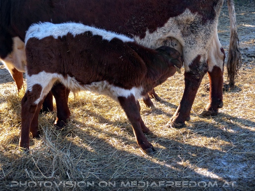 Im Paradies f�r Tiere 13