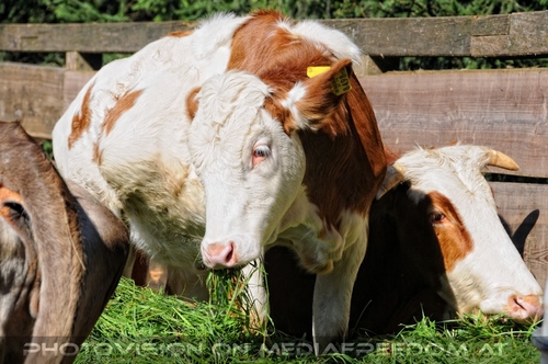 Hemmungslos Liebe 36