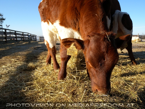 Im Paradies f�r Tiere 14