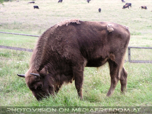 Bison
