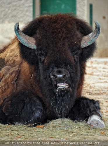 Bison