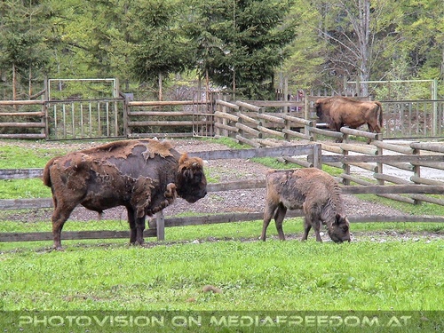 Bisons 1