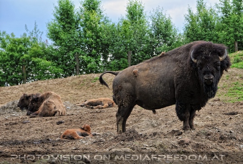 Bisonwelt 03
