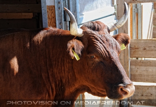 Hemmungslos Liebe 34