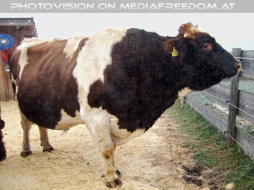 Die Tierretter von Aiderbichl 08