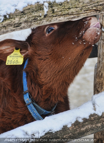 Kalb beim Schnee lecken