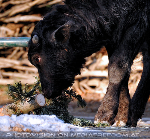 Kleiner Wasserb�ffel