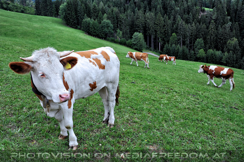 1. Station - Gasthof Wiendl 03