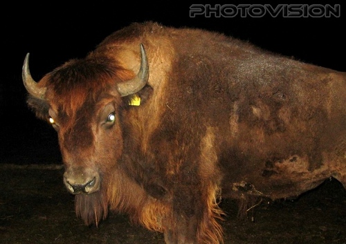 Brown Bull