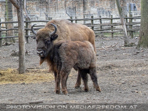 Bison Familie