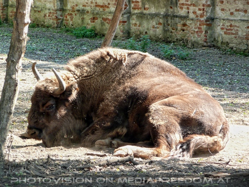 Am Hof 10 - Bison