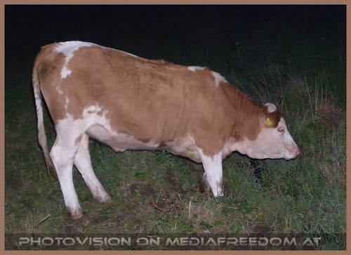 Nachtaktive Kuh